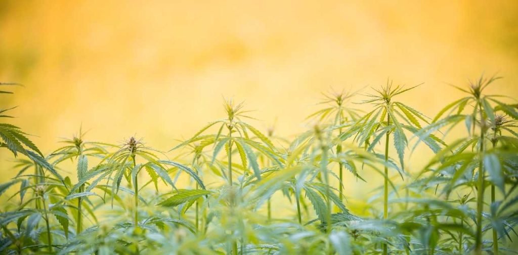 campos de cannabis alérgicos